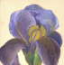 Iris lila blau