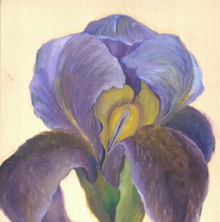 Iris, lila 