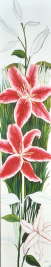 Prachtlilie - lilium speciosum